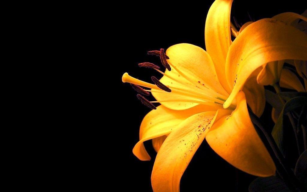 Surprising Beautiful Yellow Flowers Wallpaper HD 1024x640PX