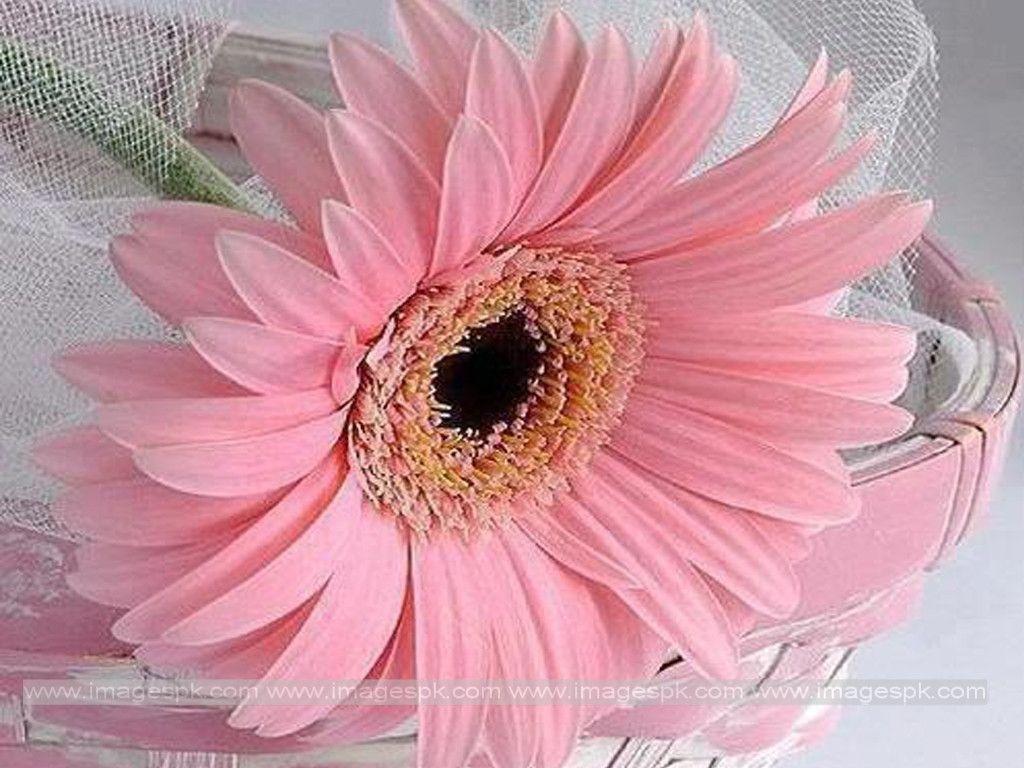 Beautiful Pink Daisy Wallpaper HD Wallpaper