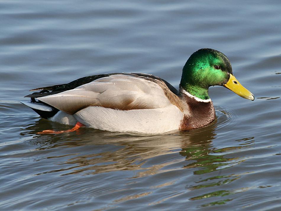 Mallard Duck Wallpapers - Wallpaper Cave