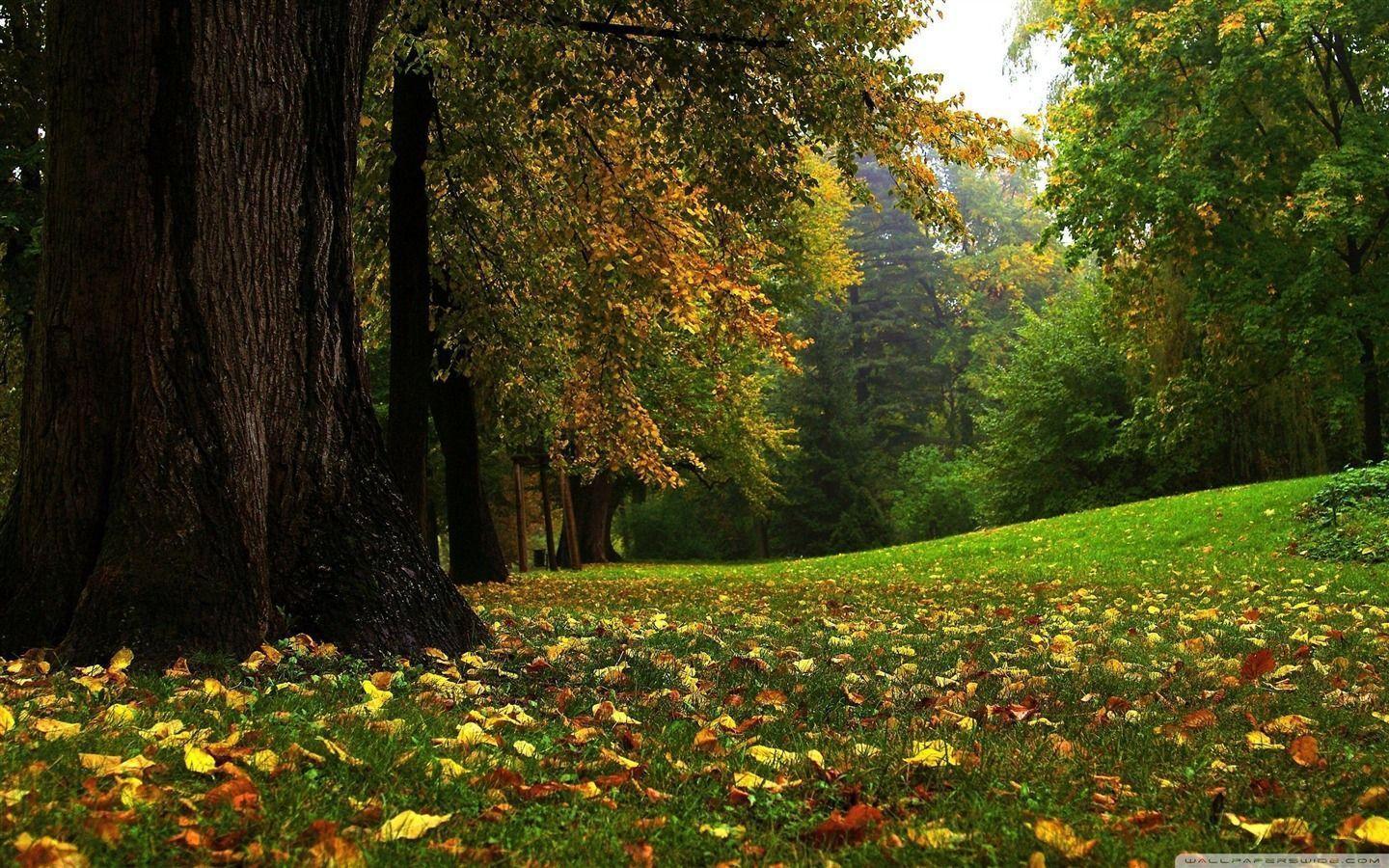 Forest In Autumn Autumn Landscape Desktop Wallpaper
