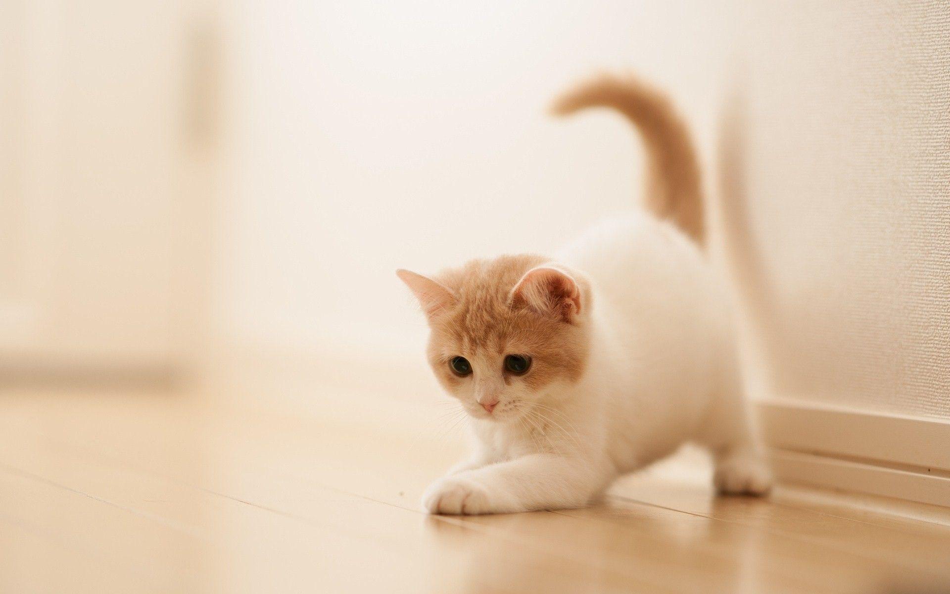 Beautiful White Cat Looking at Tiles