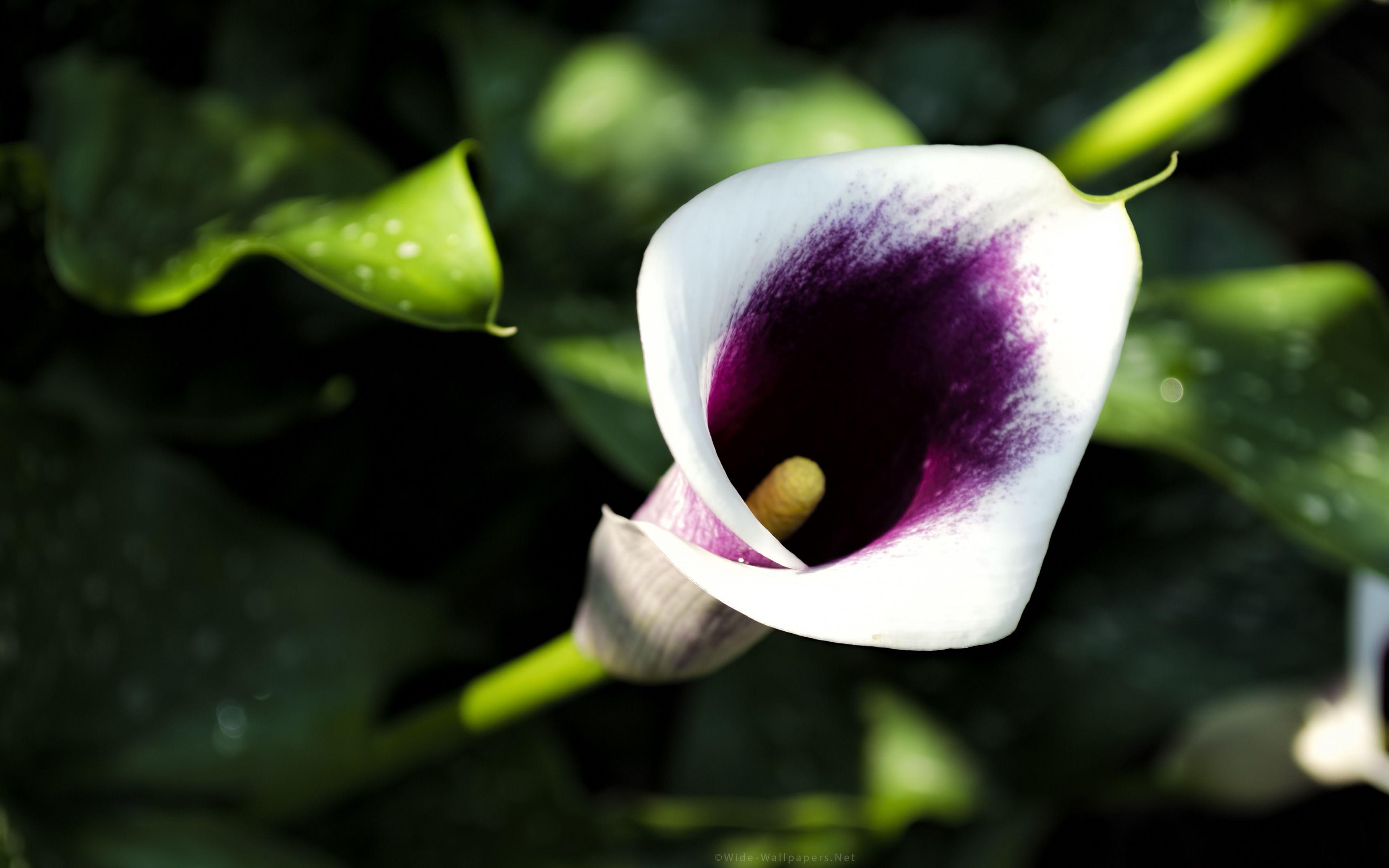 image For > Purple Calla Lily Wallpaper