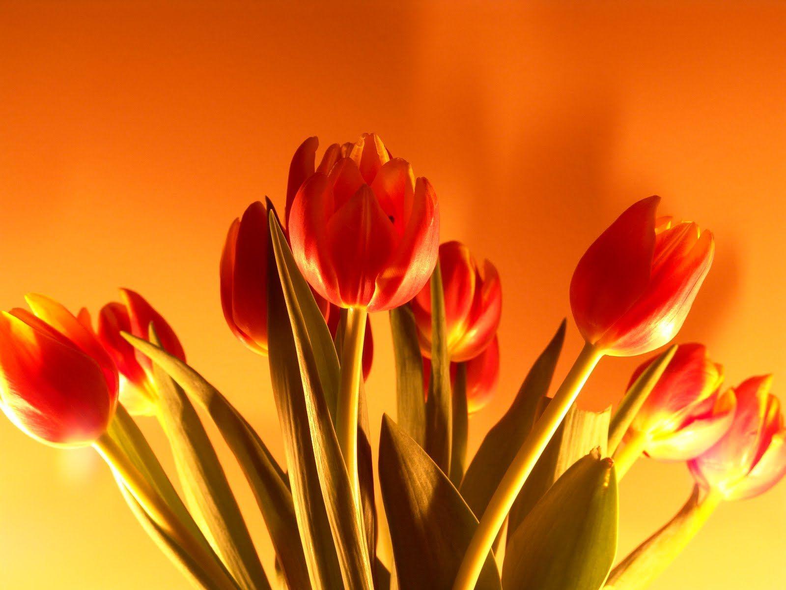 Red tulips flower wallpaper red tulips flower desktop background