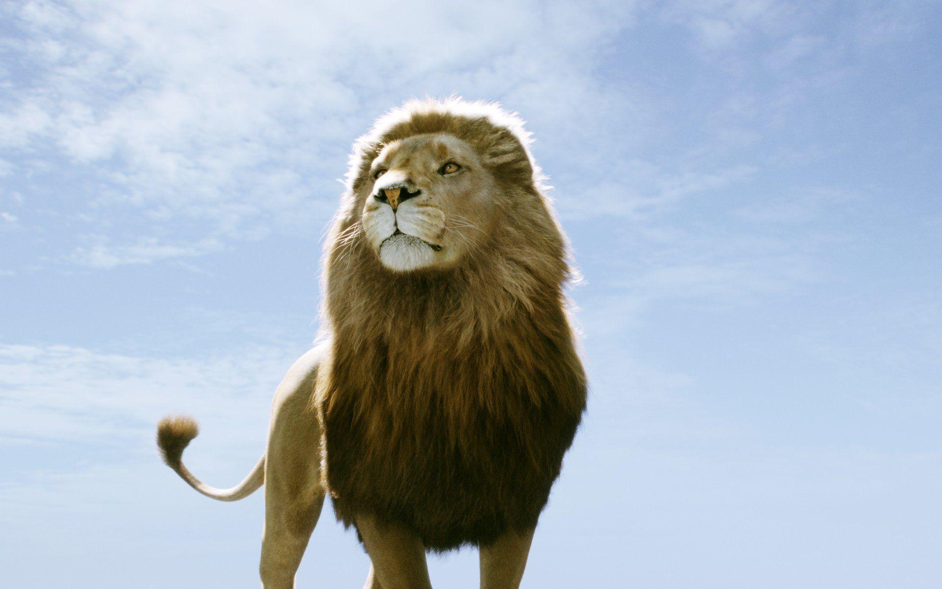 Aslan and Creatures from The Chronicles of Narnia Desktop Wallpaper