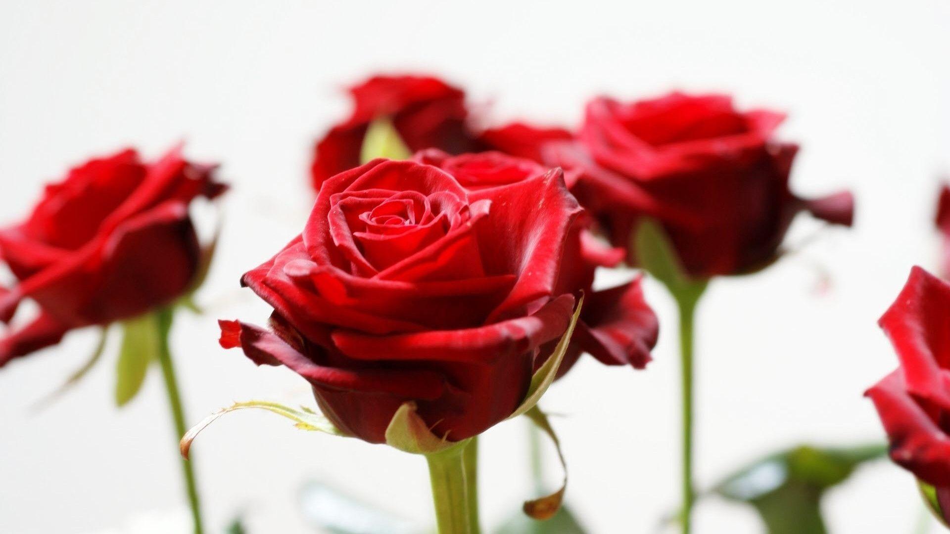Beautiful Roses Wallpaper For Desktop HD Widescreen 11 HD