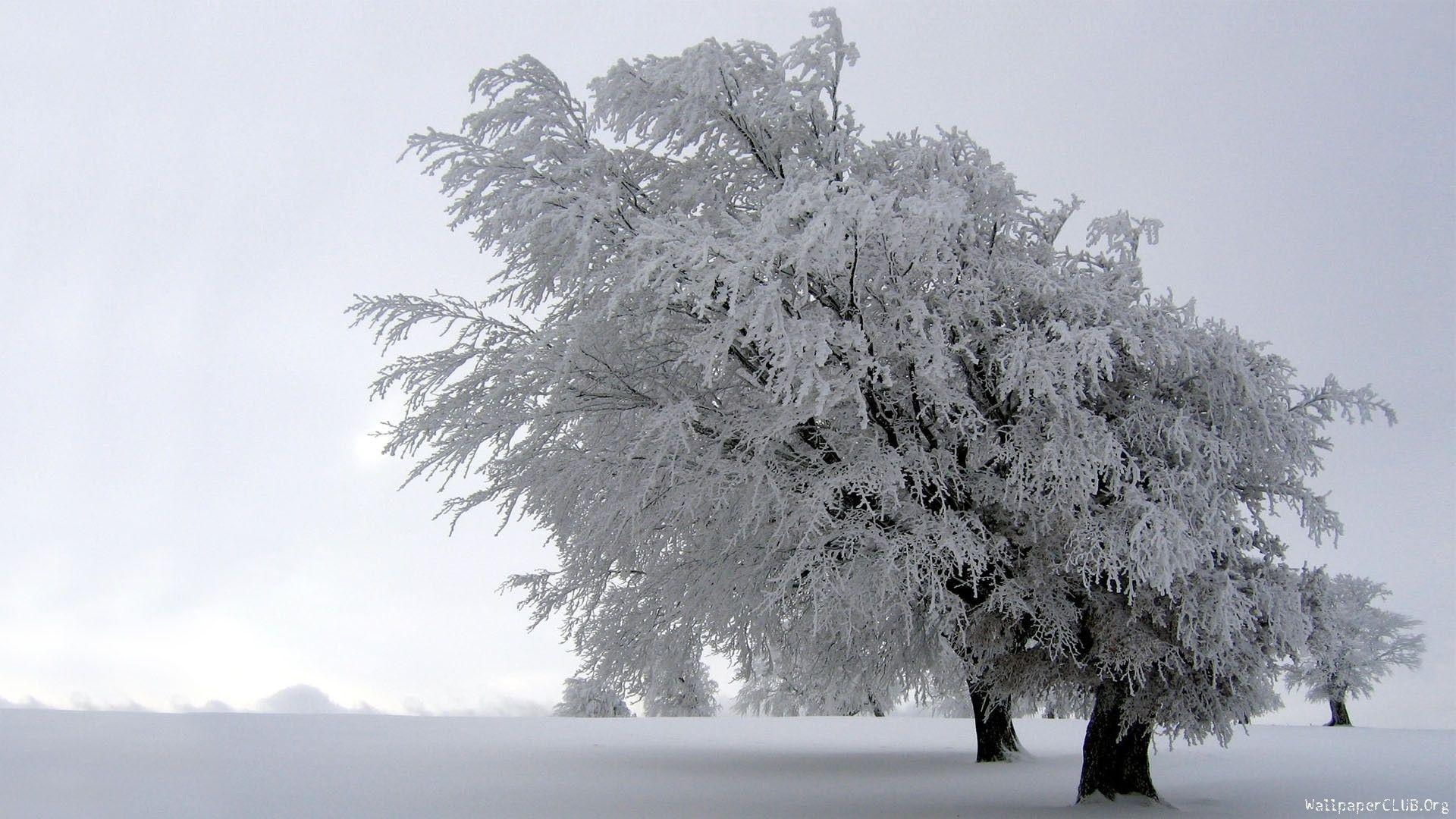 Tree Wallpaper HD wallpaper