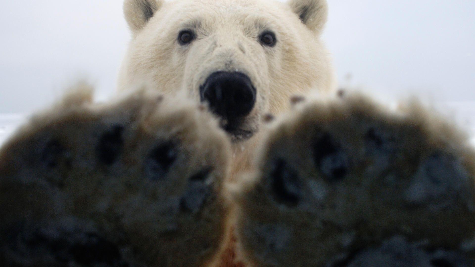 Polar Bear Paws Arctic National Wildlife Refuge Alaska