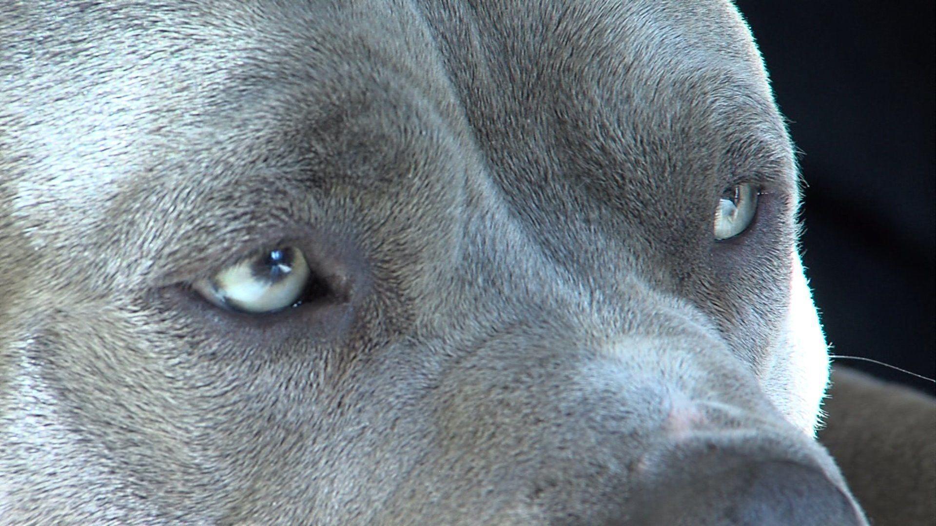 for pit bull and pit bull Wallpaper 1920x1080