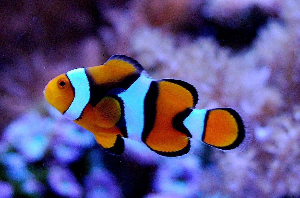 Orange Percula Clown Fish Background Picture Free. Fish
