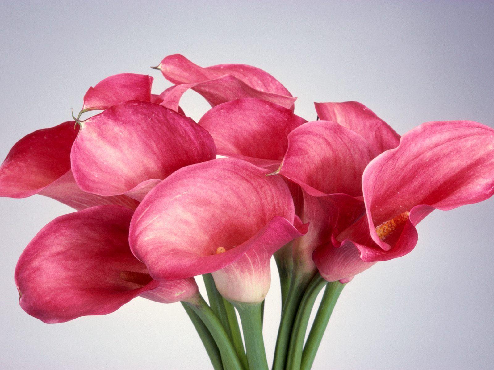 Flowers Calla Lilies HD Computer Background Wallpaper. Background