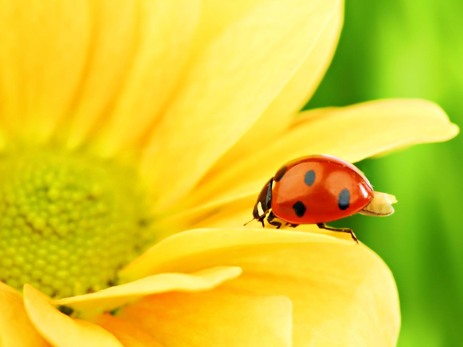 Beautiful Ladybug Macro On The Sunflower Wallp Wallpaper