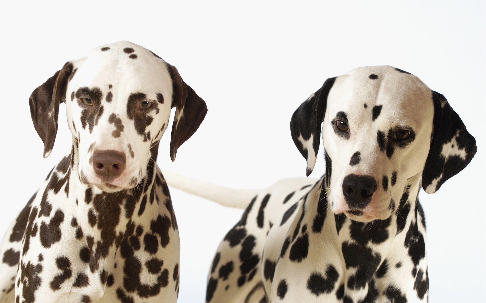Dalmatian Wallpapers Wallpaper Cave