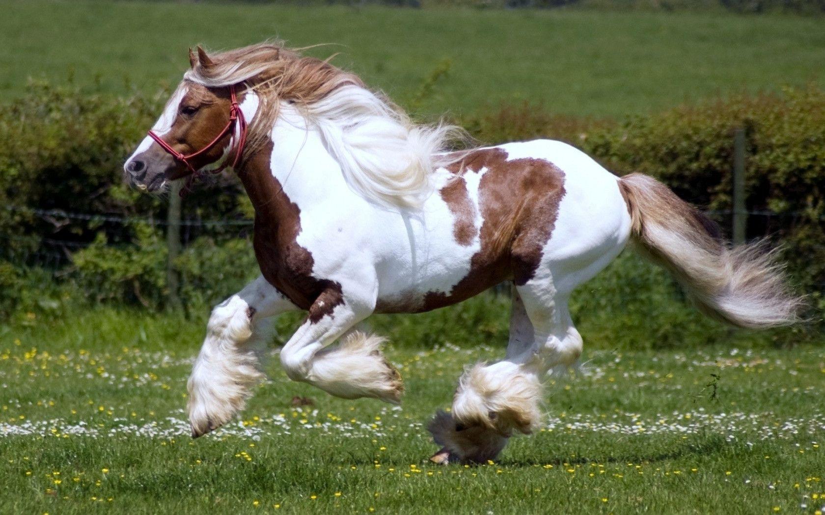 Download Free Brown And White Horse Running Wild Widescreen