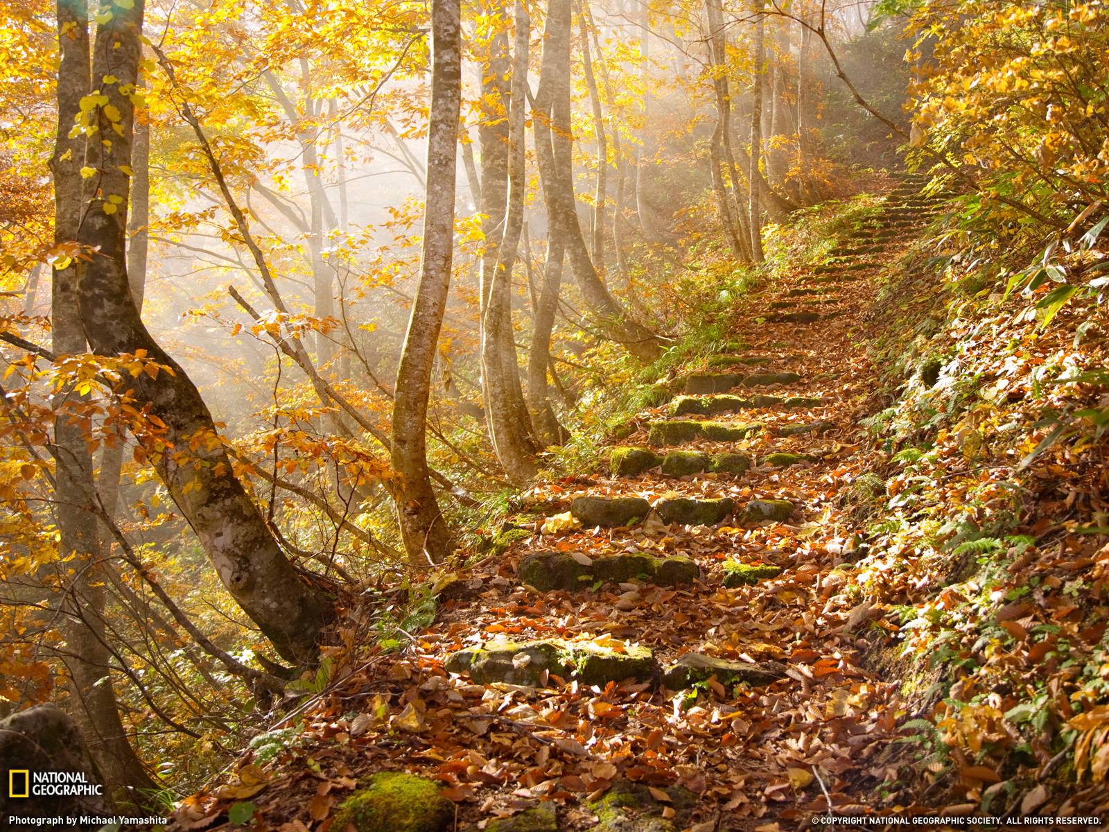 Autumn Leaves Photo, Nature Wallpaper