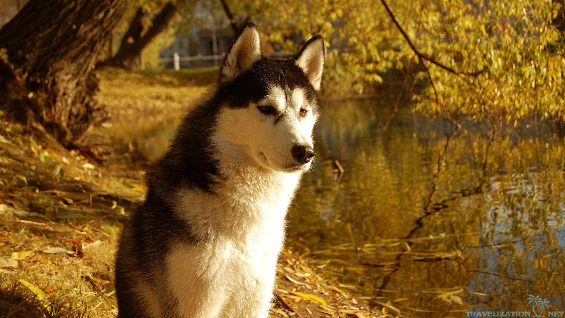 Beautiful Husky Dog HD Wallpaper In Autumn. Hdwidescreens