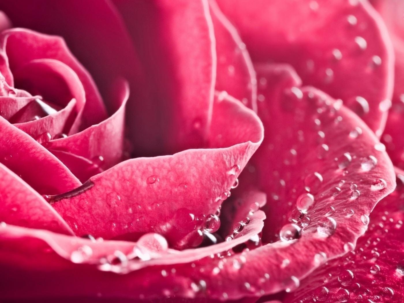 Wallpaper Macro Pink Rose Flower Background. High Definition