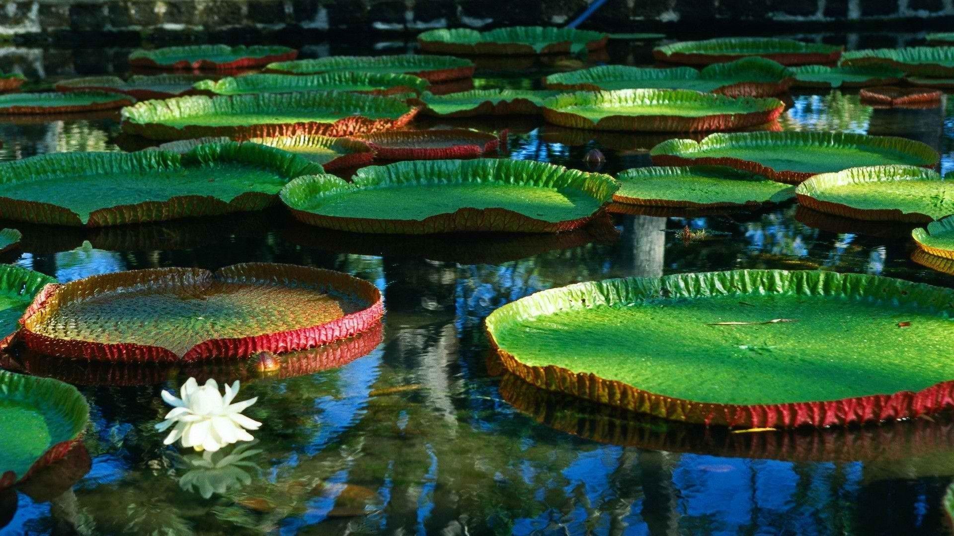 Pix For > Giant Water Lily Pad