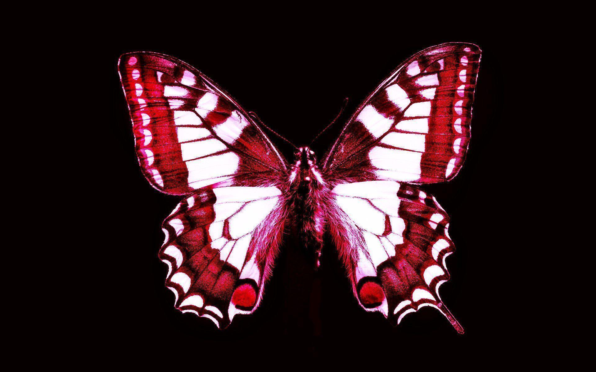 Red Butterfly HD Desktop Wallpaper