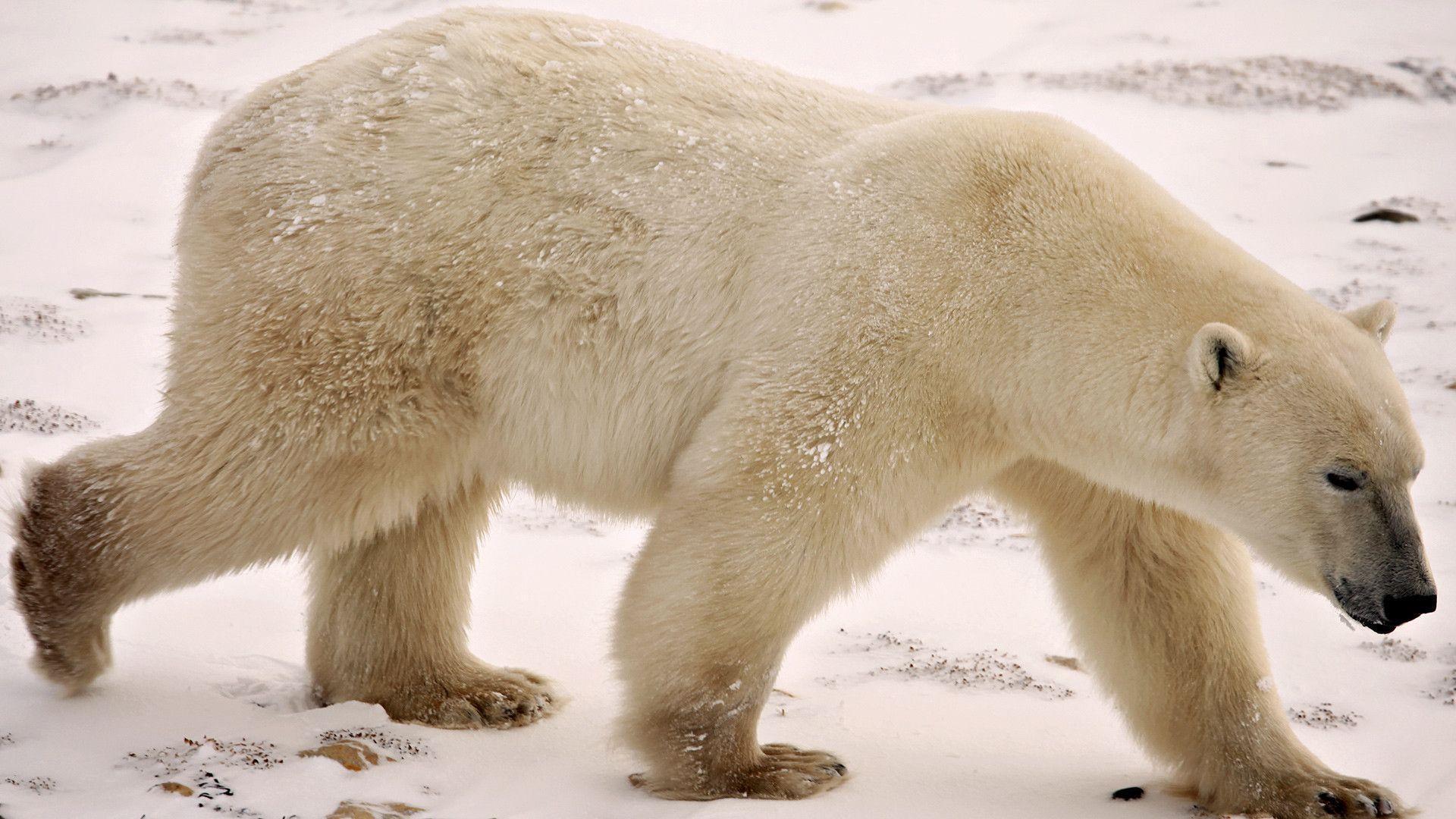 Polar Bear HD wallpaper