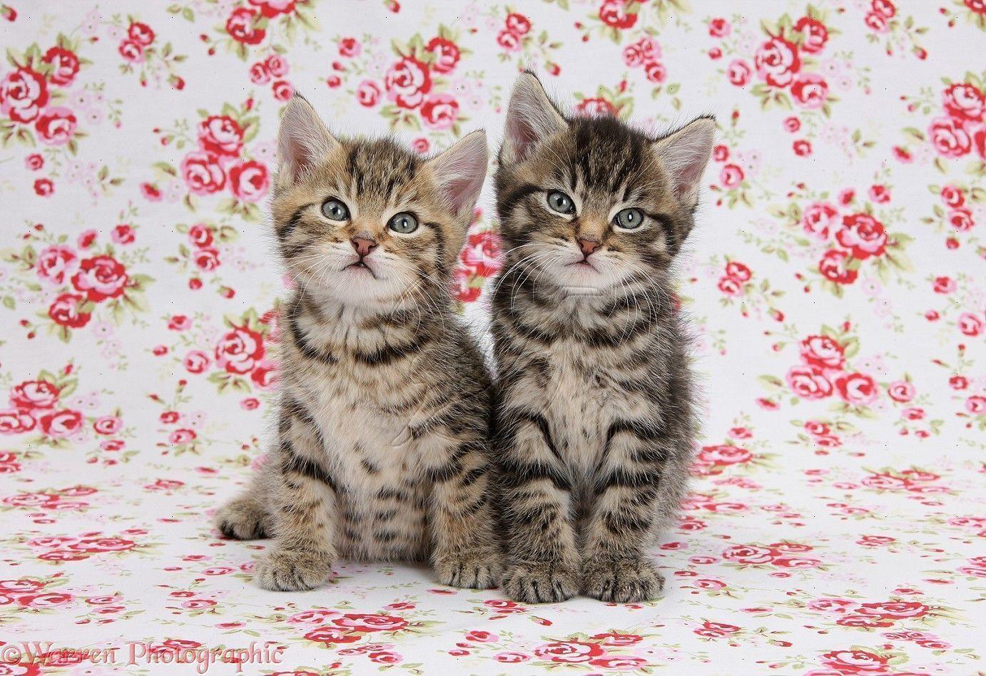Two cute tabby kittens on flowery background photo