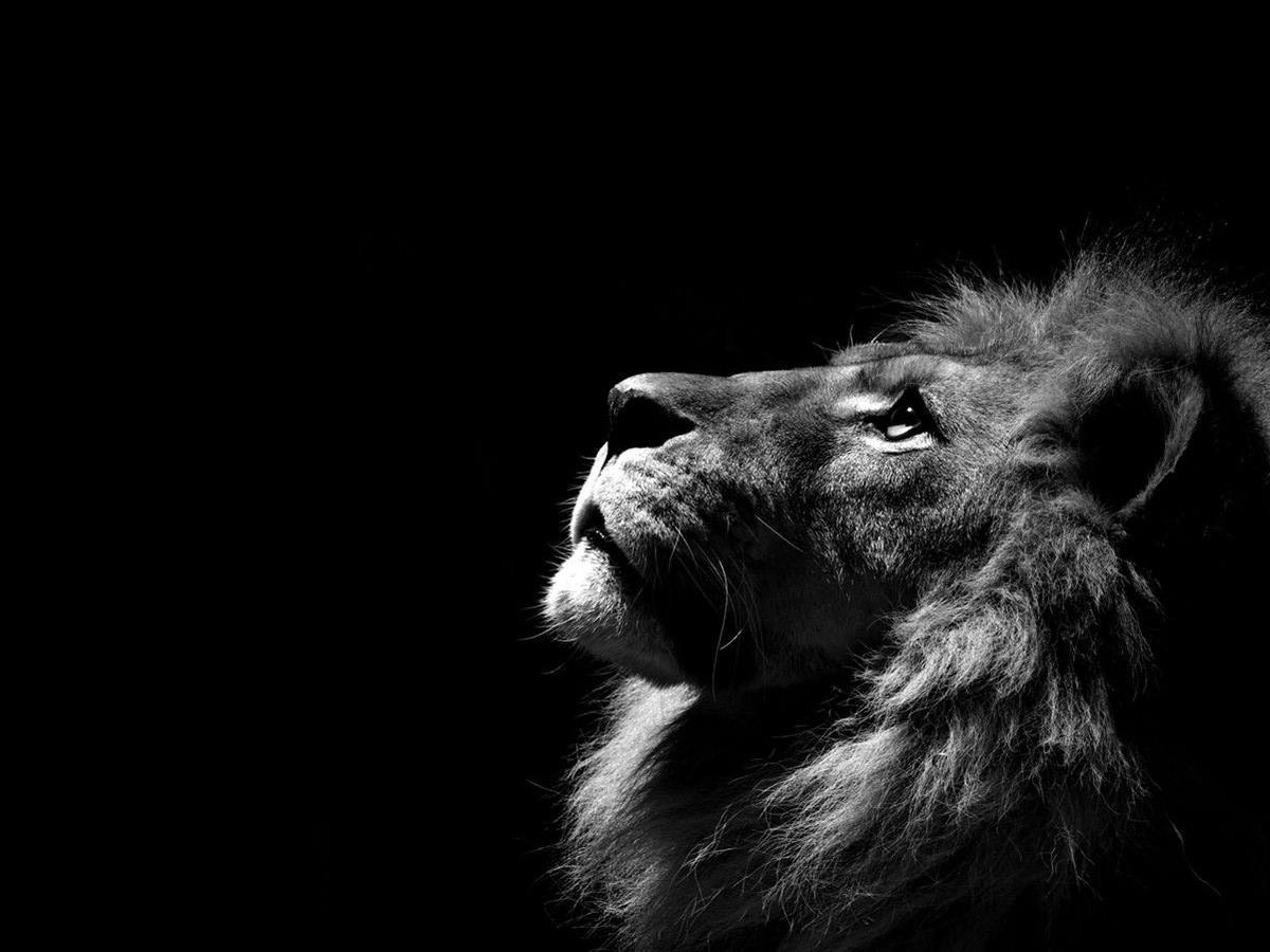 Black And White Wallpaper HD Lion Picture 12387 Full HD Wallpaper