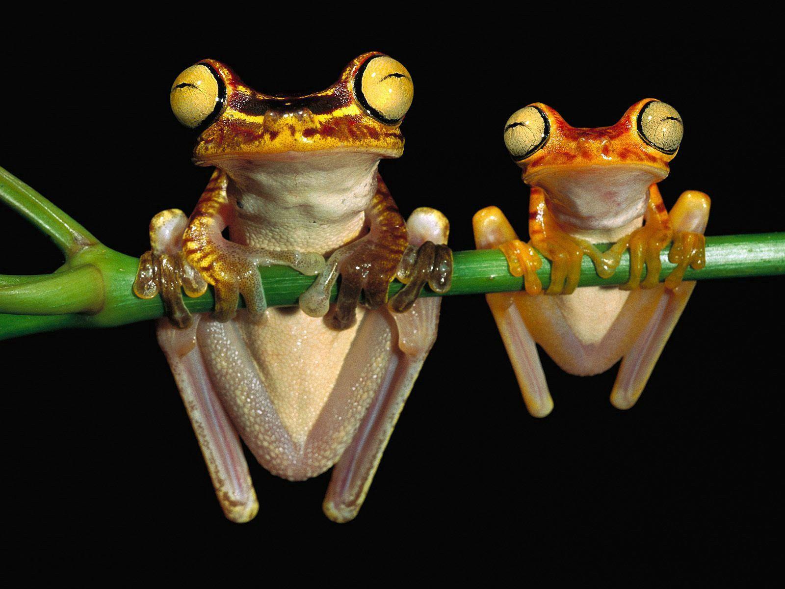 Two Frogs Random Full HD Wallpaper Widescreen wallpaper