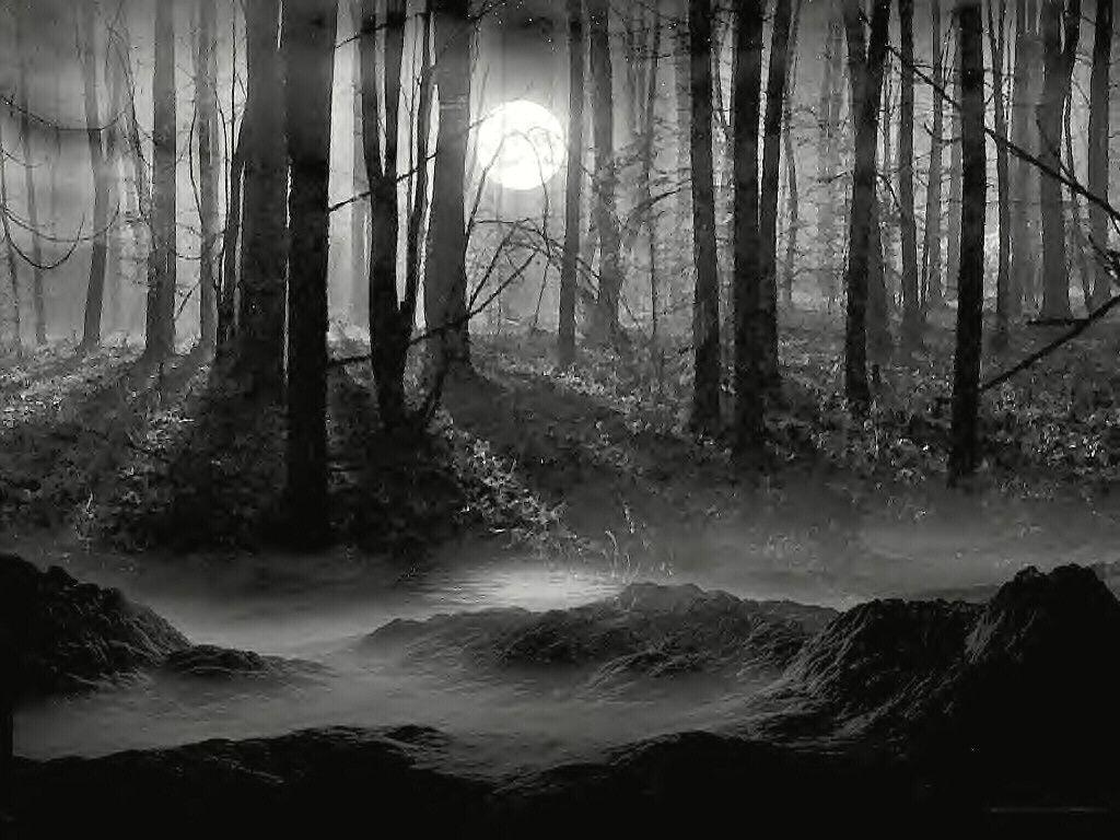Spooky Forrest Bi Wallpaper 1024x768 px Free Download
