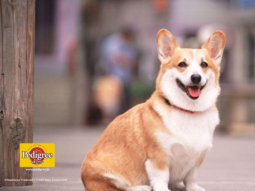 Funny Animals Funny Pictures: Pembroke Welsh Corgi Wallpapers Review