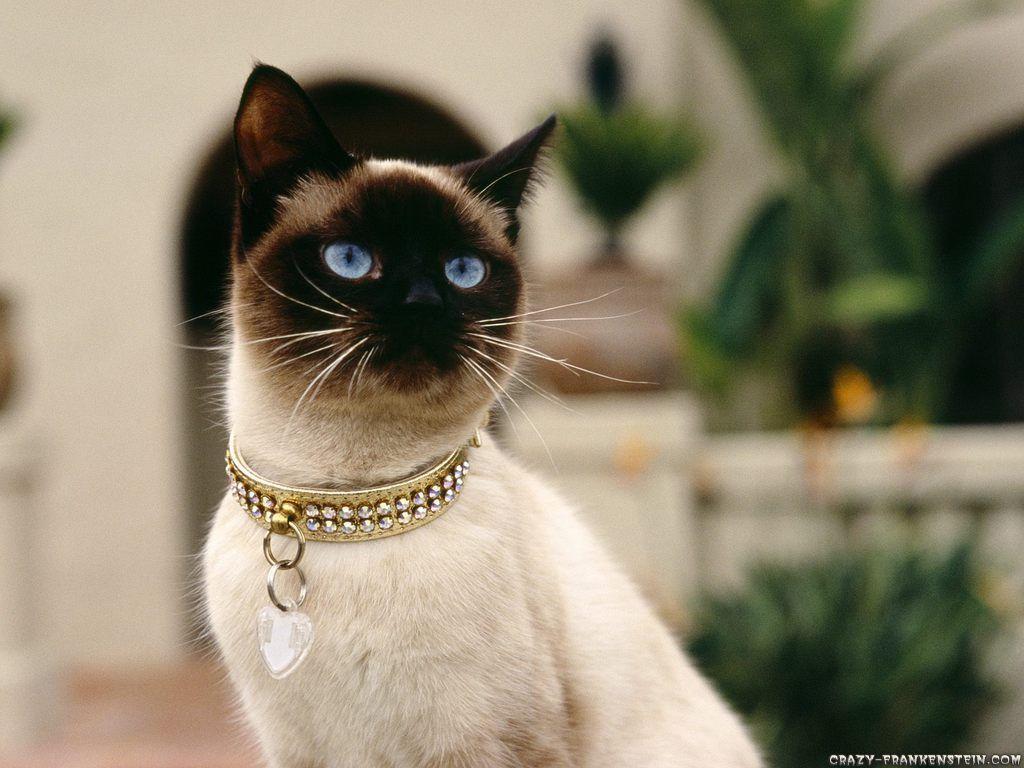 Siamese Cat wallpaper Wallpaper Inn