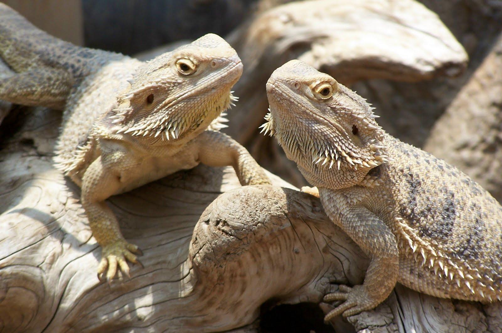 Bearded Dragons Wallpaper Picture