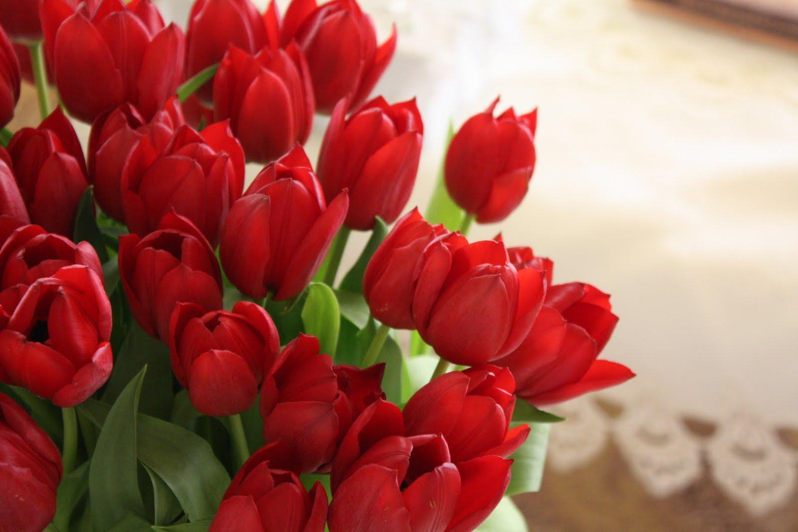 Red Tulip Picture 20849 HD Wallpaper in Flowers