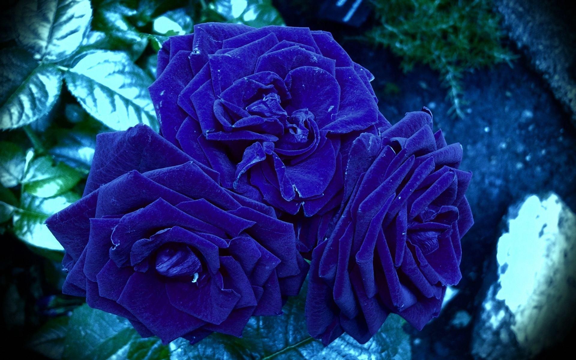 Blue Rose Full HD Wallpaper 1080p. HD FLower Wallpaper