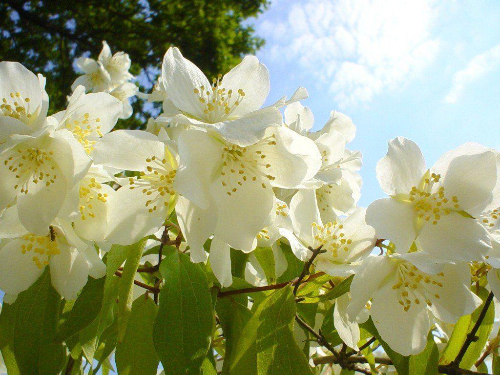 Jasmine Flowers. Sky HD Wallpaper