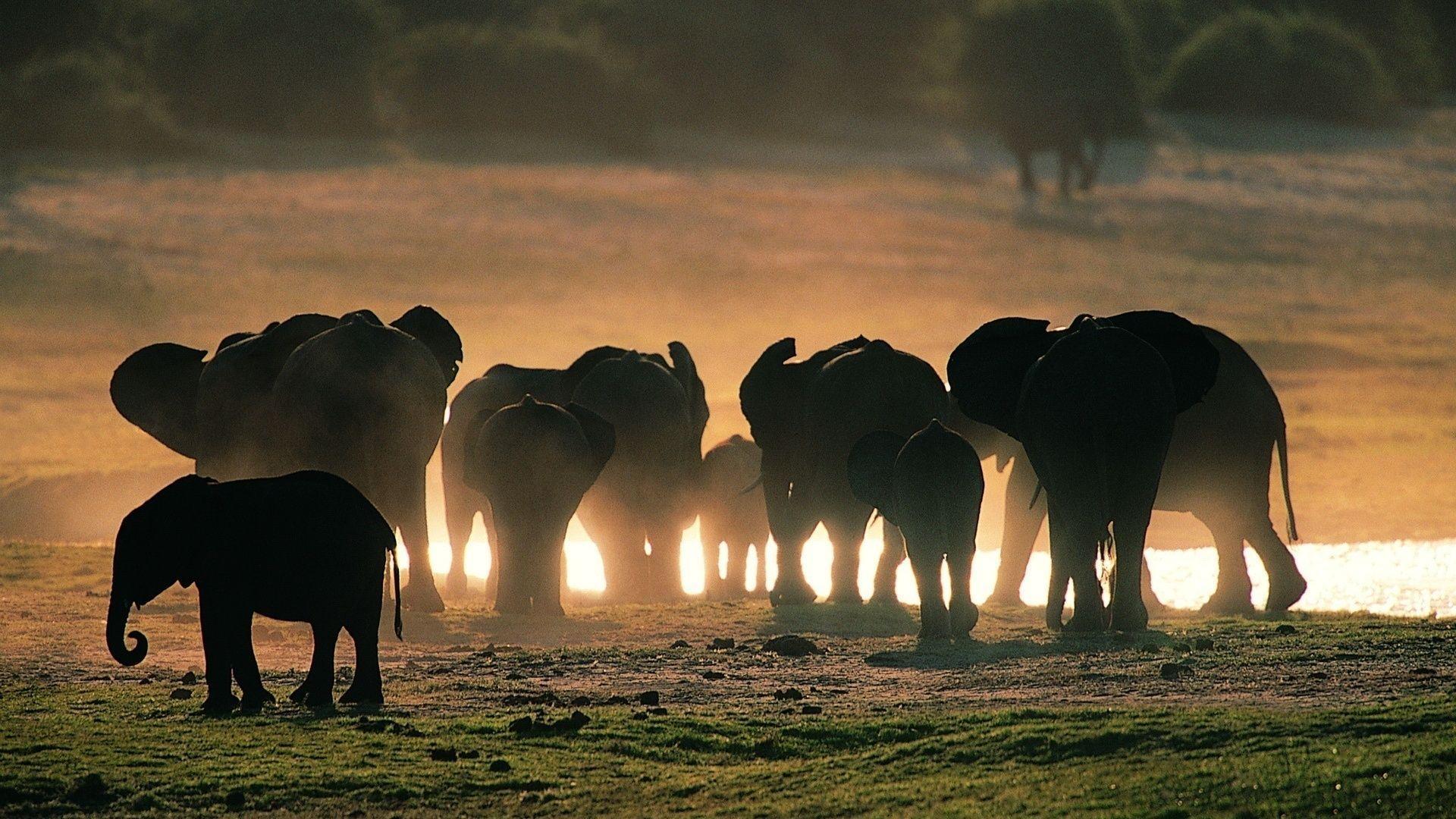 Wallpaper For > African Elephant Herd Wallpaper