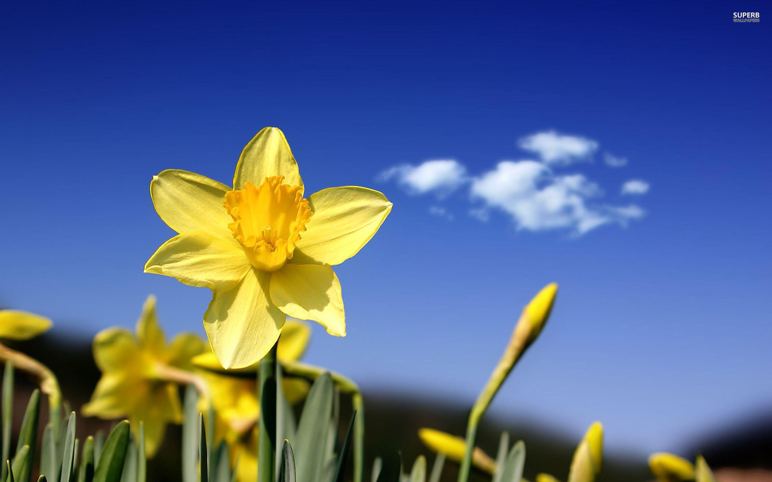 Daffodils Wallpapers  Top Free Daffodils Backgrounds  WallpaperAccess