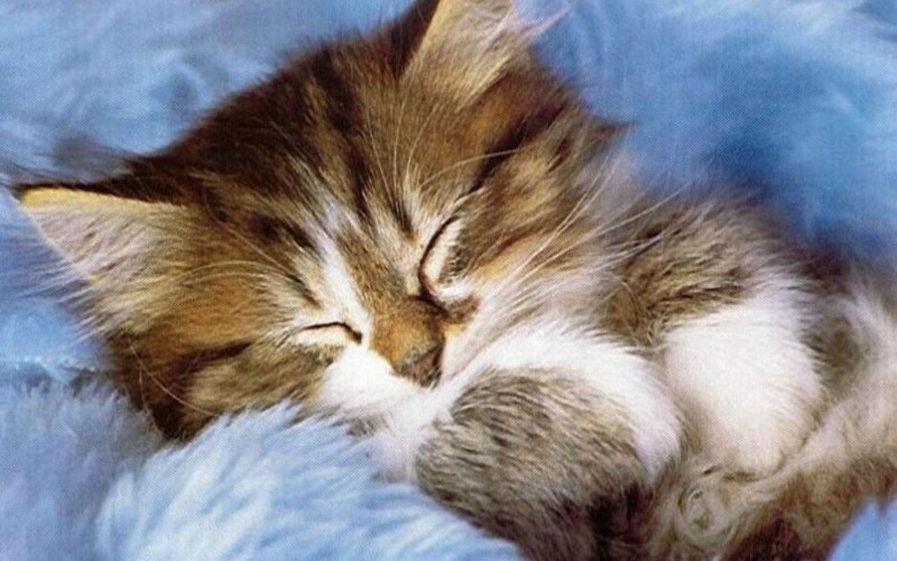 Cute Kitten Sleep HD Wallpaper Download Logo And Photo Cookies