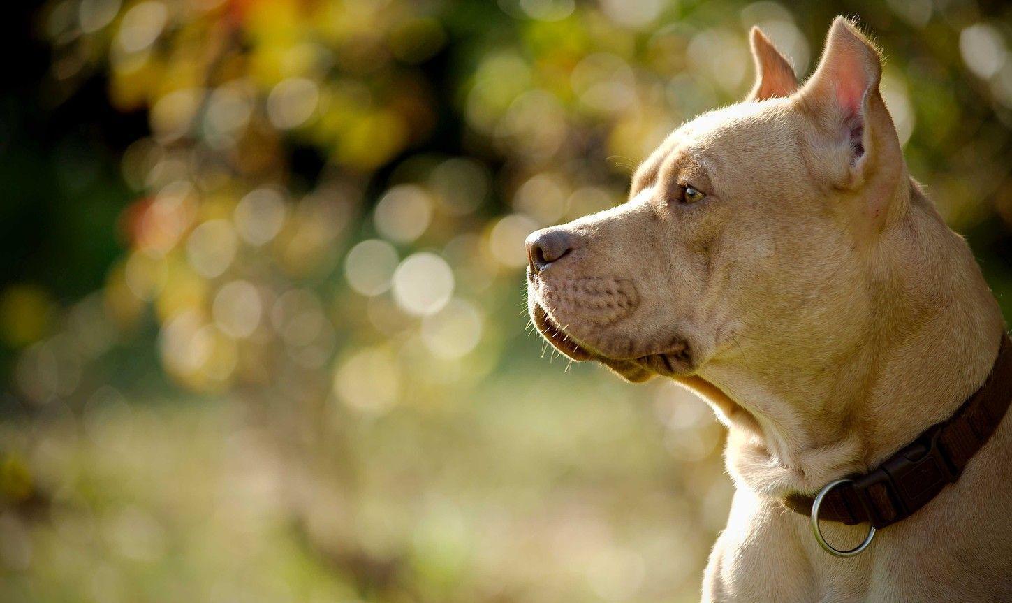 Wallpapers For > Cute Pitbull Dog Wallpapers