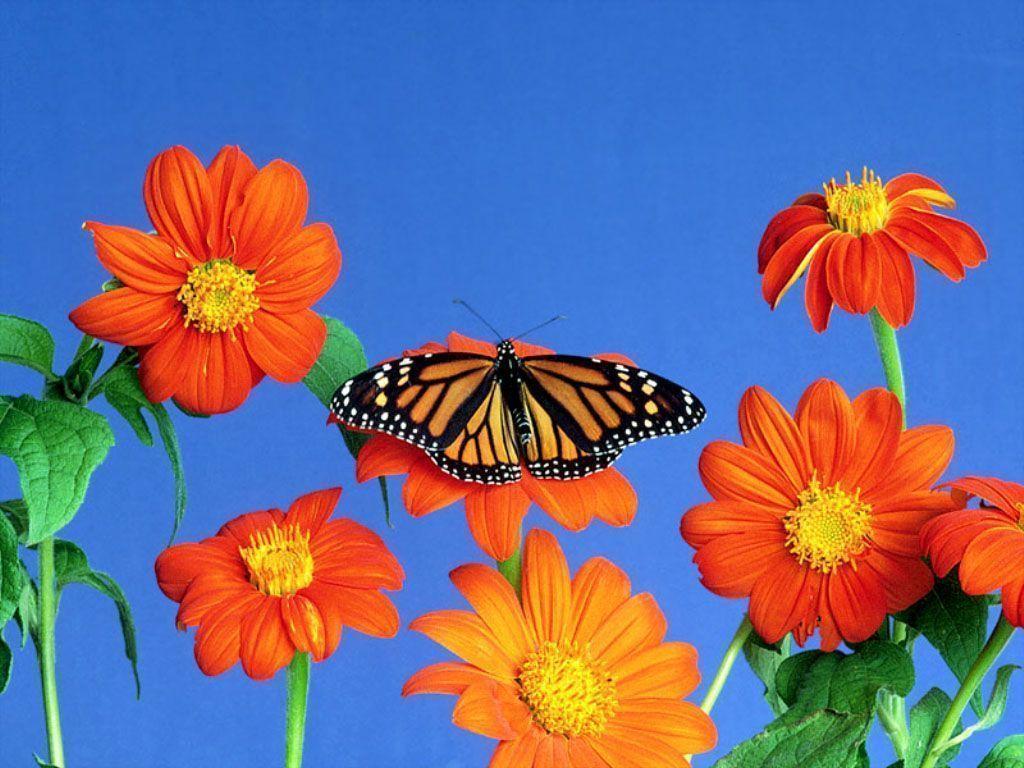 Flowerses and butterfly