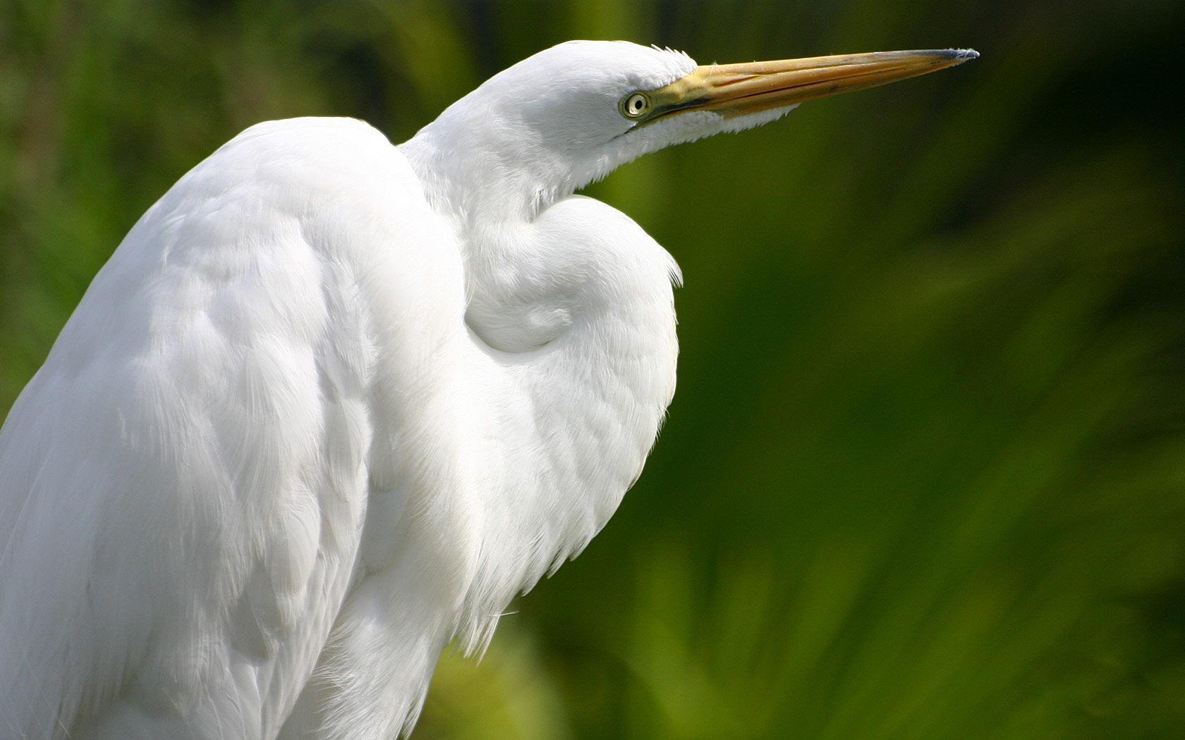 Heron Wallpaper
