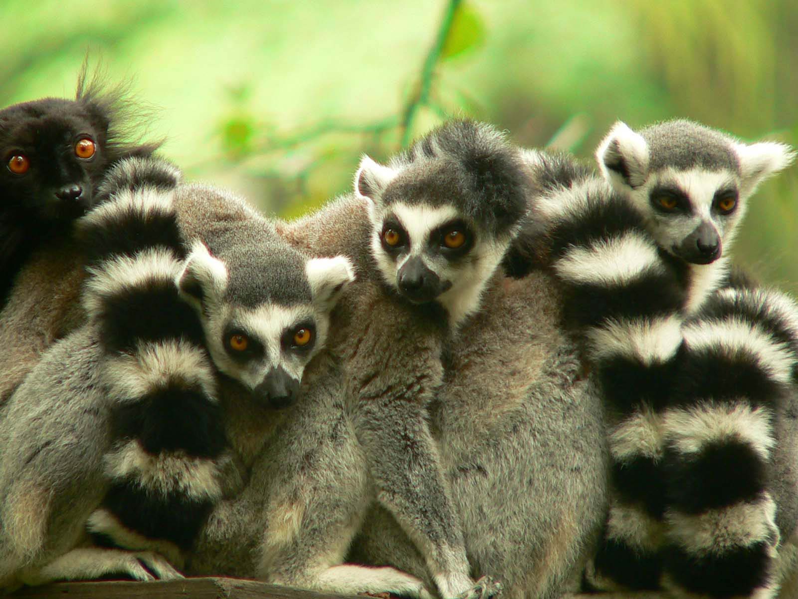 Lemur Desktop Wallpaper