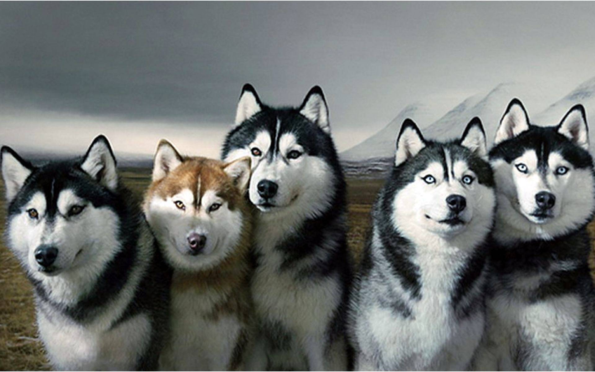 Siberian Husky Wallpaper. Sky HD Wallpaper