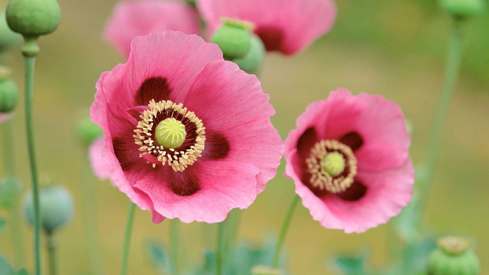 Apple Mac OS X Lion System Wallpaper 29788 Wallpaper