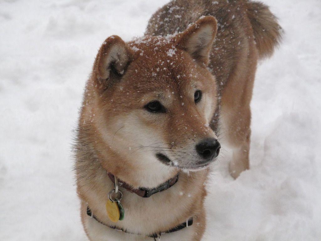 Winter Shiba Inu dog photo and wallpaper. Beautiful Winter Shiba
