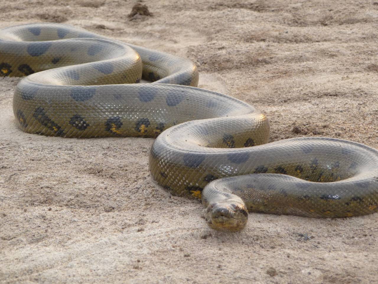 Animals For > Anaconda Snake Wallpaper