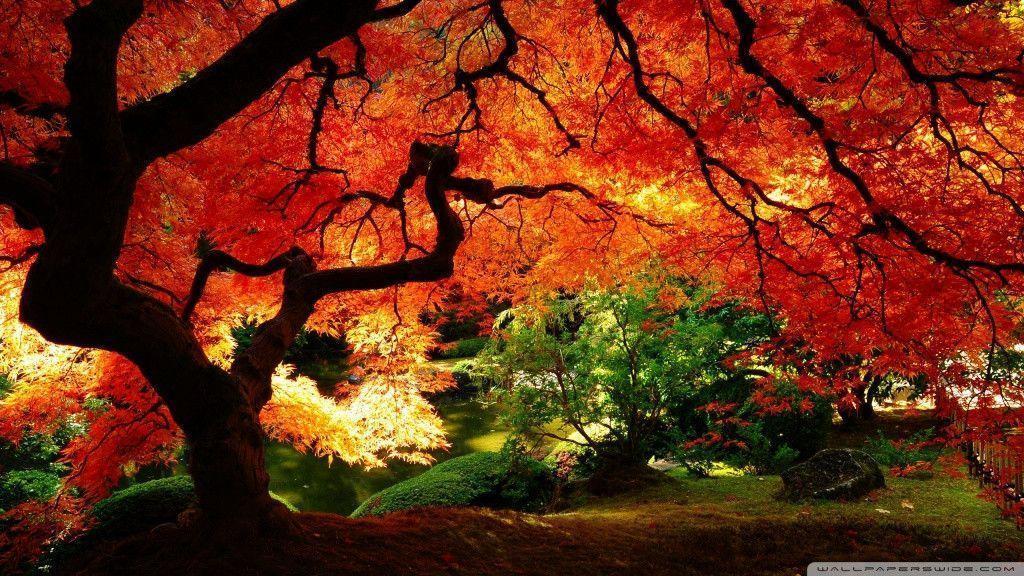 Colorful Cam Newton Wallpaper Superman Full Size Image