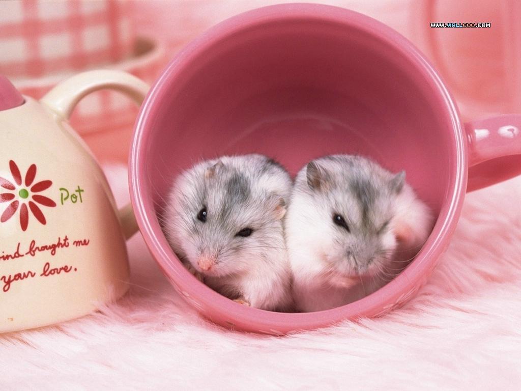 Desktop Hamster Wallpaper. PicsWallpaper