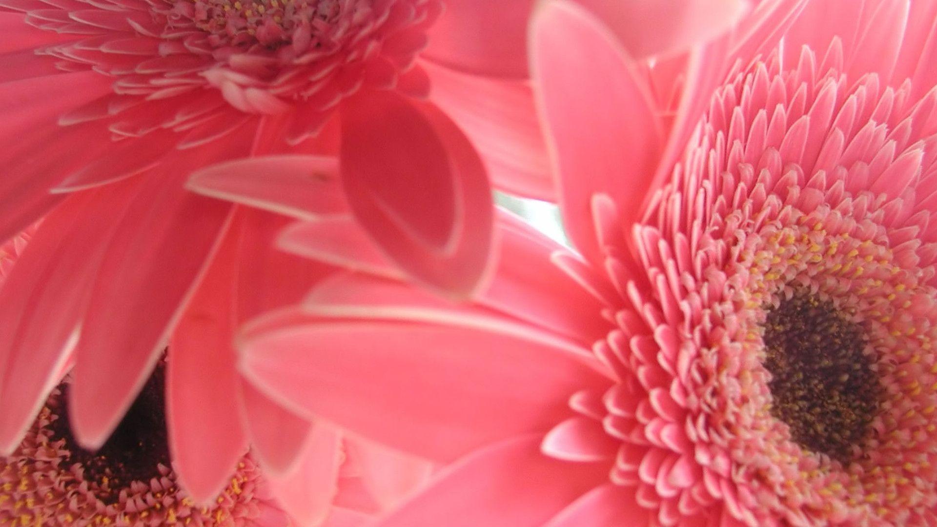 Pink Flowers Desktop Background Desktop Wallpaper