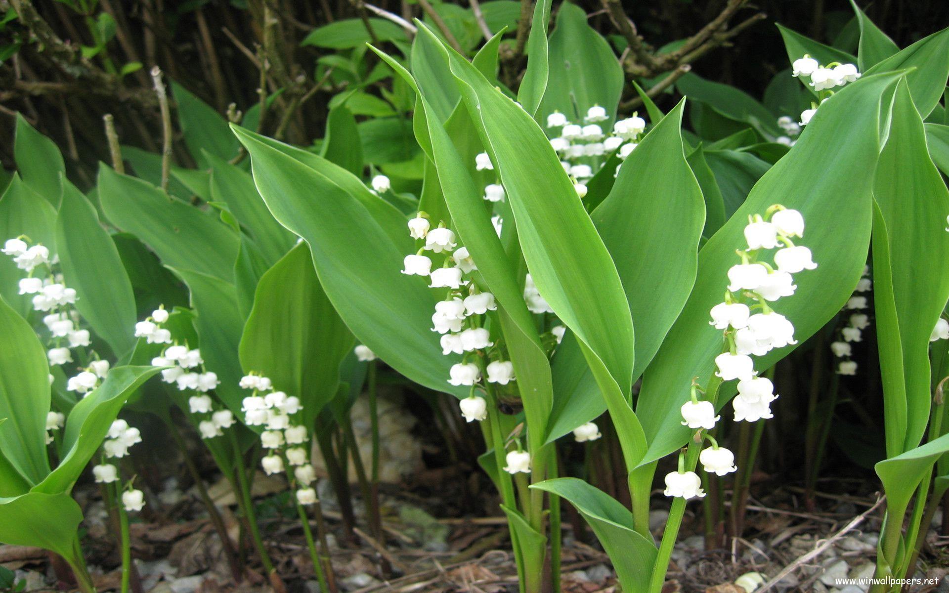 Lily of the Valley Flower. HD Windows Wallpaper