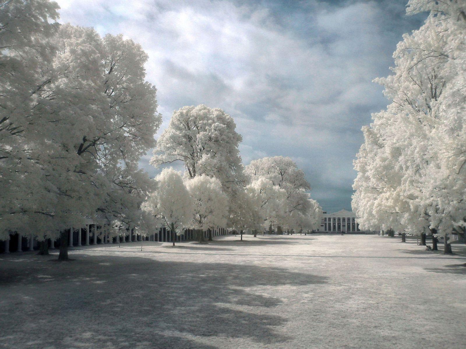 White Beauty Desktop Wallpaper and Image