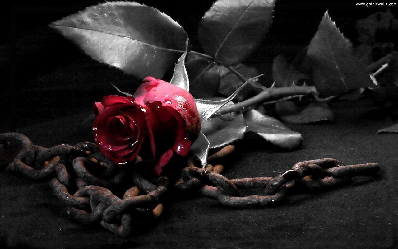 Black Rose Wallpaper 11147 HD Wallpaper in Flowers